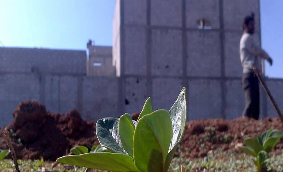 Agricultural project in Al-Assaly District