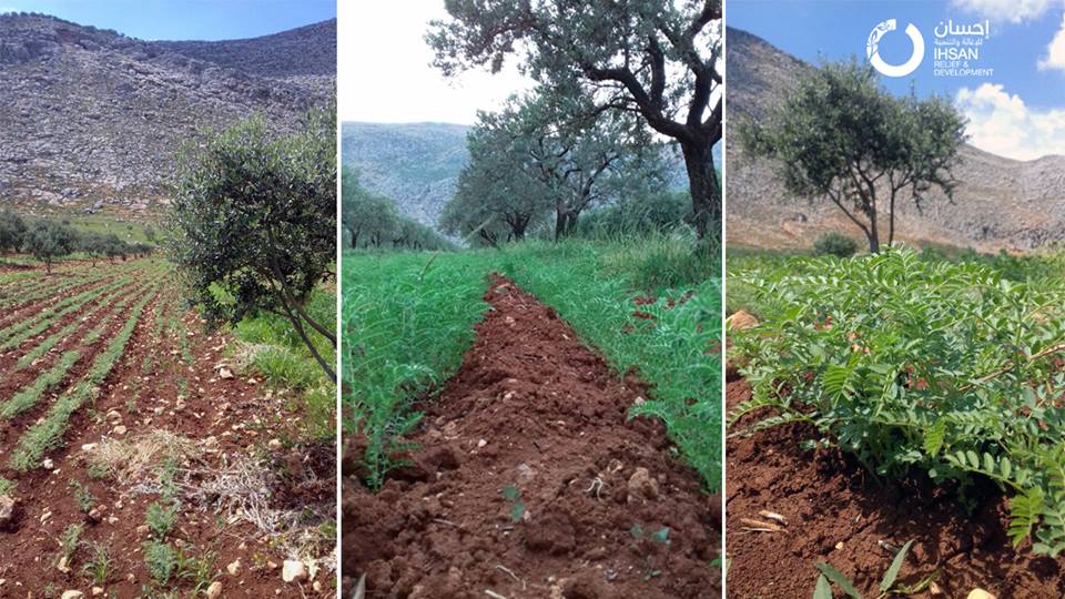 IhsanRD is implementing an agricultural Development Project in Idlib Governorate.