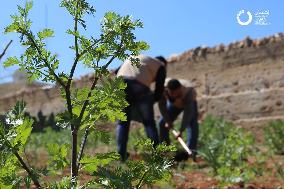 The House-gardening project in Idleb