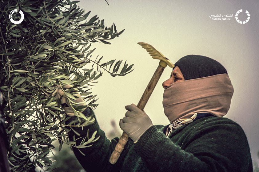 IhsanRD has launched Olive Tree Support project in southern Idlib countryside