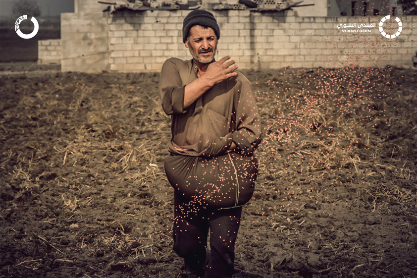 Mamdouh goes back to growing wheat in his field