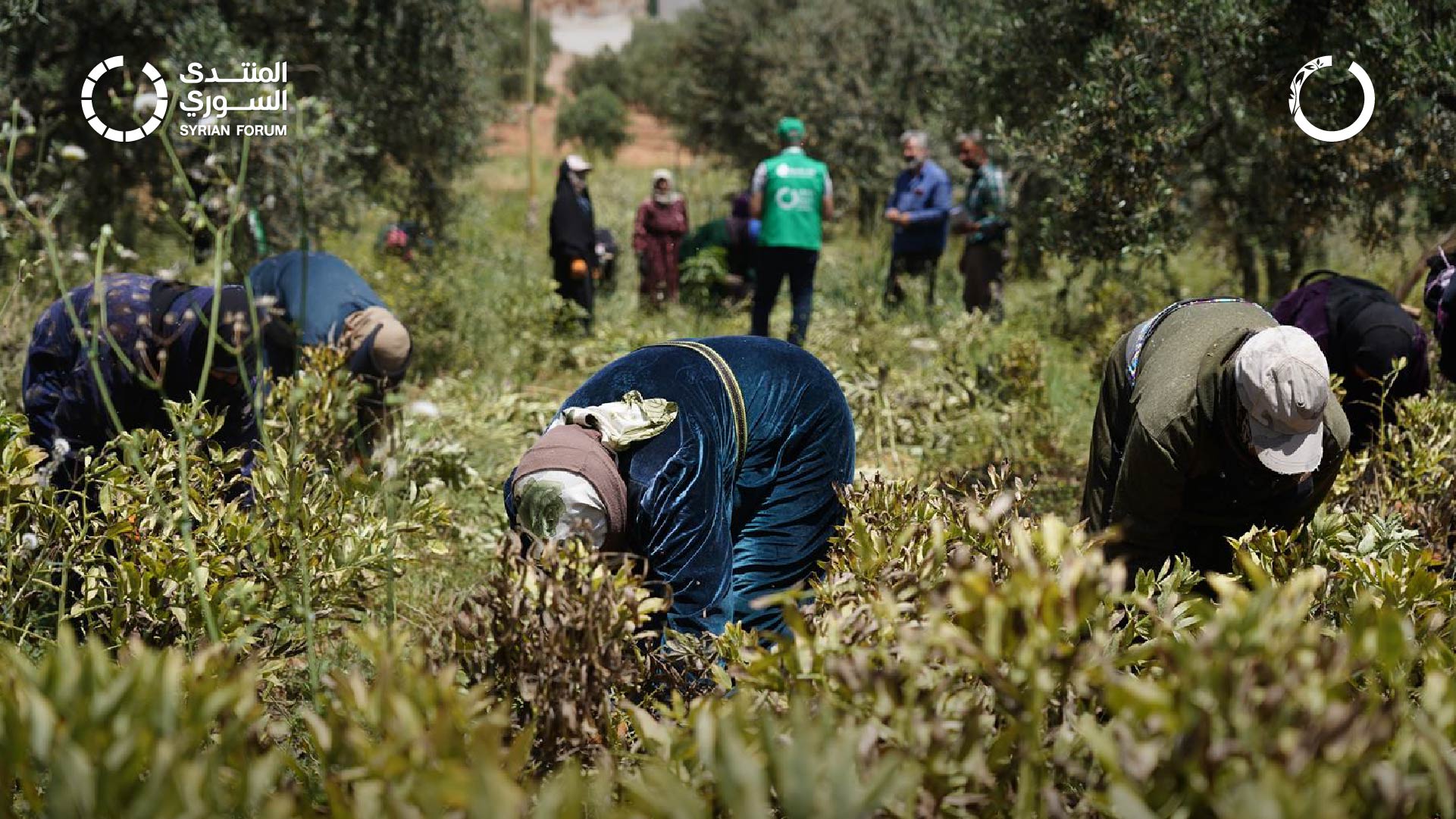 Improving Livelihoods for Women in The Western Countryside of Aleppo