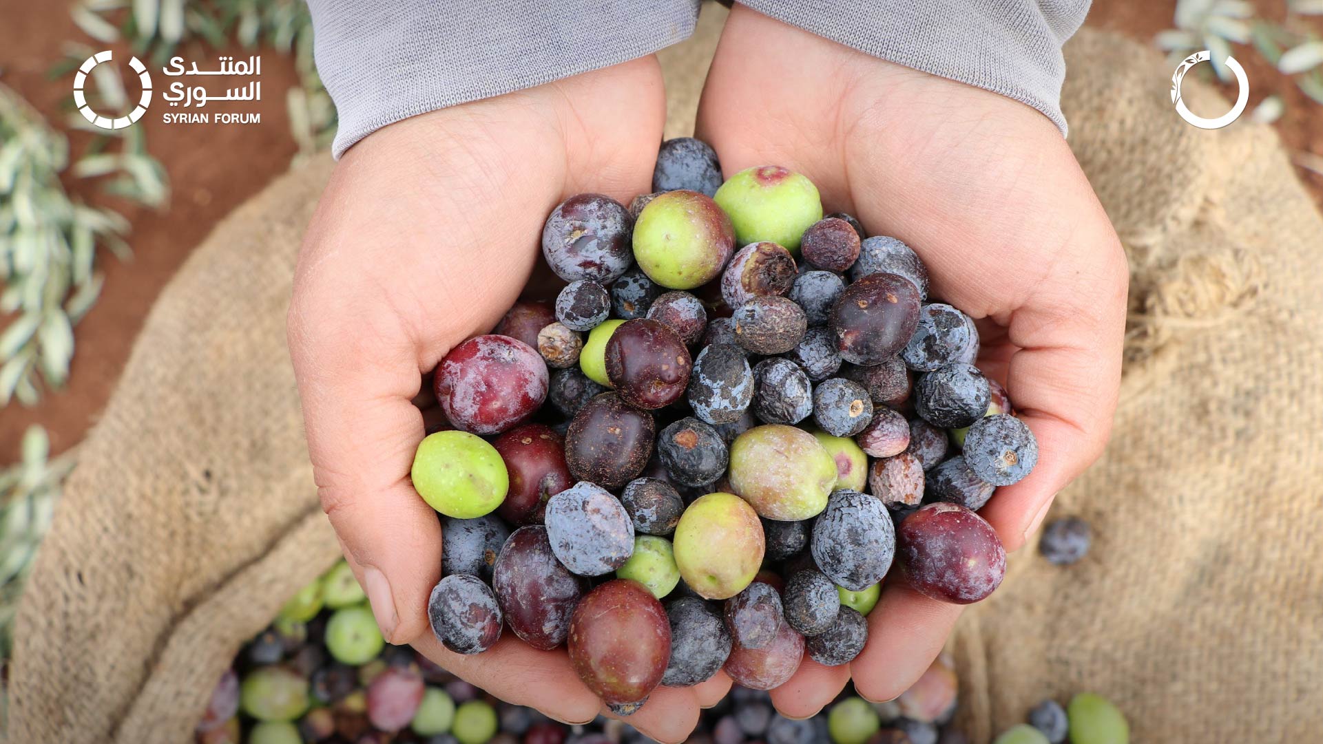 Supporting 200 farmers and developing agriculture in northern Syria